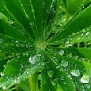 Feuilles Vertes Fraîches avec Gouttes d'Eau