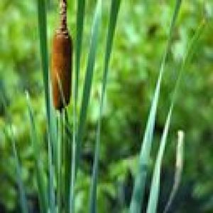 Typha dans la Nature