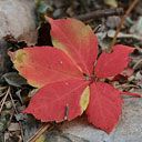 Feuille d'Automne Rouge Vibrante