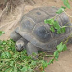 Tortue Mangeant des Verts
