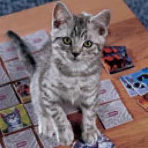 Mignon Chaton Gris
