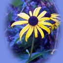 Fleur Jaune