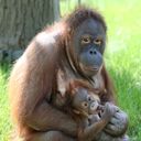Mère et bébé orang-outan