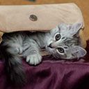 Chat Mignon dans un Sac