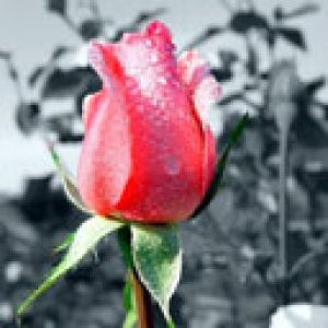 Belle Rose avec Rosée