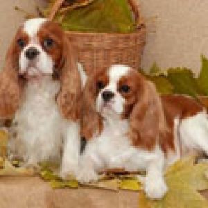 Cavalier King Charles Spaniels