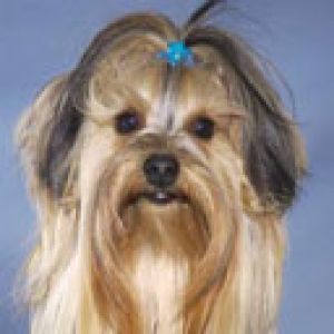Yorkshire Terrier Mignon