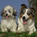 Chiens Mignons Jouant