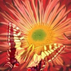Papillon sur Fleur