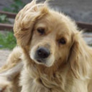 Chiot Golden Retriever Mignon