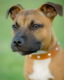 Portrait de chien mignon