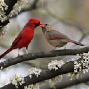 Cardinaux Amoureux