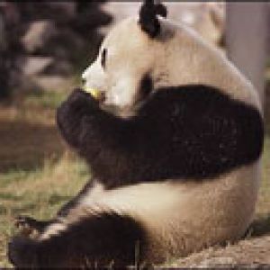 Panda Mignon en Train de Manger