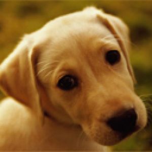 Chiot Mignon