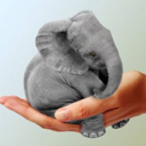 Éléphant Mignon dans la Main