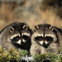 Ratsons Adorables dans la Nature