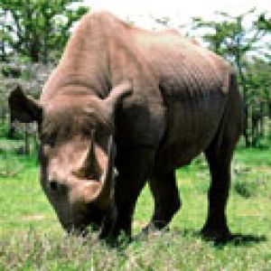 Rhinocéros majestueux dans la nature