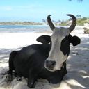 Vache sur la Plage