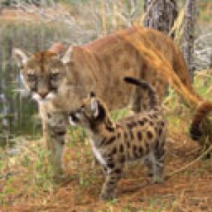 Puma et Petit Félin