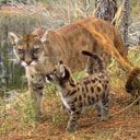 Puma et Petit Félin