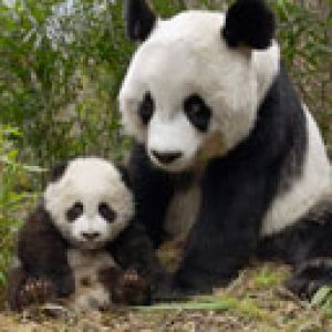 Famille de Pandas