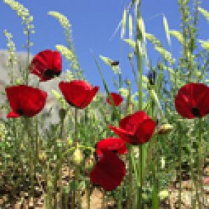 Pavots Rouges Vibrants dans la Nature