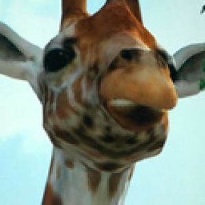 Gros plan de girafe
