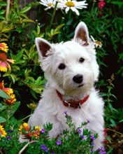 Chien Blanc Mignon au Milieu des Fleurs