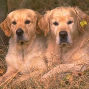 Golden Retrievers se Détendant