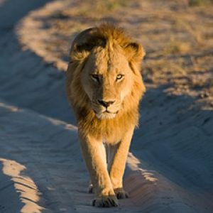 Lion Majestueux Marchant