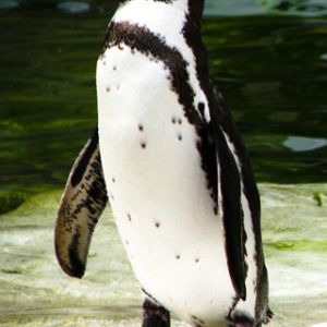 Pingouin de Humboldt