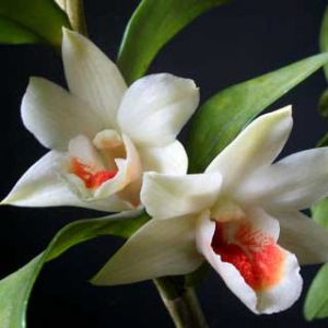 Orchidées Blanches Élégantes