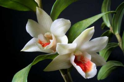 Orchidées Blanches Élégantes