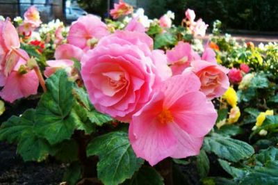 Bégonias Roses Magnifiques
