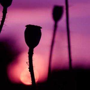Fleurs Silhouettées au Coucher de Soleil