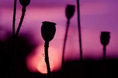 Fleurs Silhouettées au Coucher de Soleil