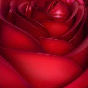 Belle Rose Rouge