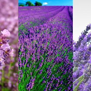 Champs de Lavande en Fleurs