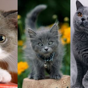 Chats Gris Mignons