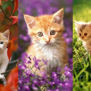 Bébés Chats Mignons dans la Nature
