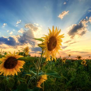 Champ de tournesols au coucher du soleil