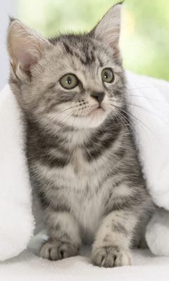 Chaton Adorable Sous la Couverture
