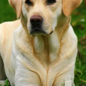 Portrait de Labrador