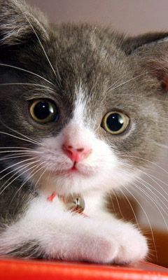 Mignon Chaton Gris