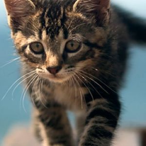 Chaton Mignon Marchant