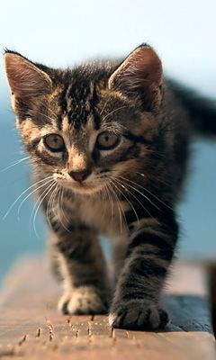 Chaton Mignon Marchant