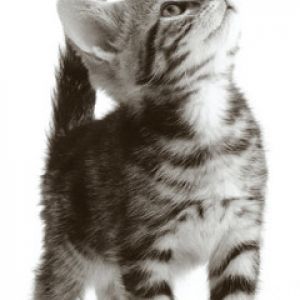 Mignon Chaton Tigré