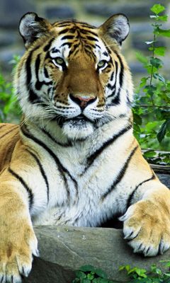 Tigre Majestueux dans la Nature