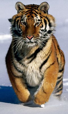 Tigre Majestueux dans la Neige
