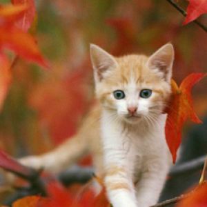 Chaton Mignon Parmi les Feuilles d'Automne